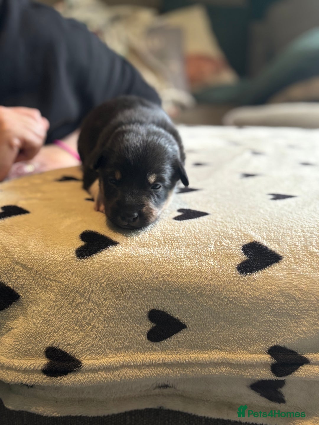 Mixed Breed dogs for sale: Beautiful Huntaway x Collie pups  - Image 3