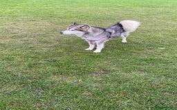 Alaskan Malamute dogs for sale: Pure breed Alaskan malamute puppies - Image 12