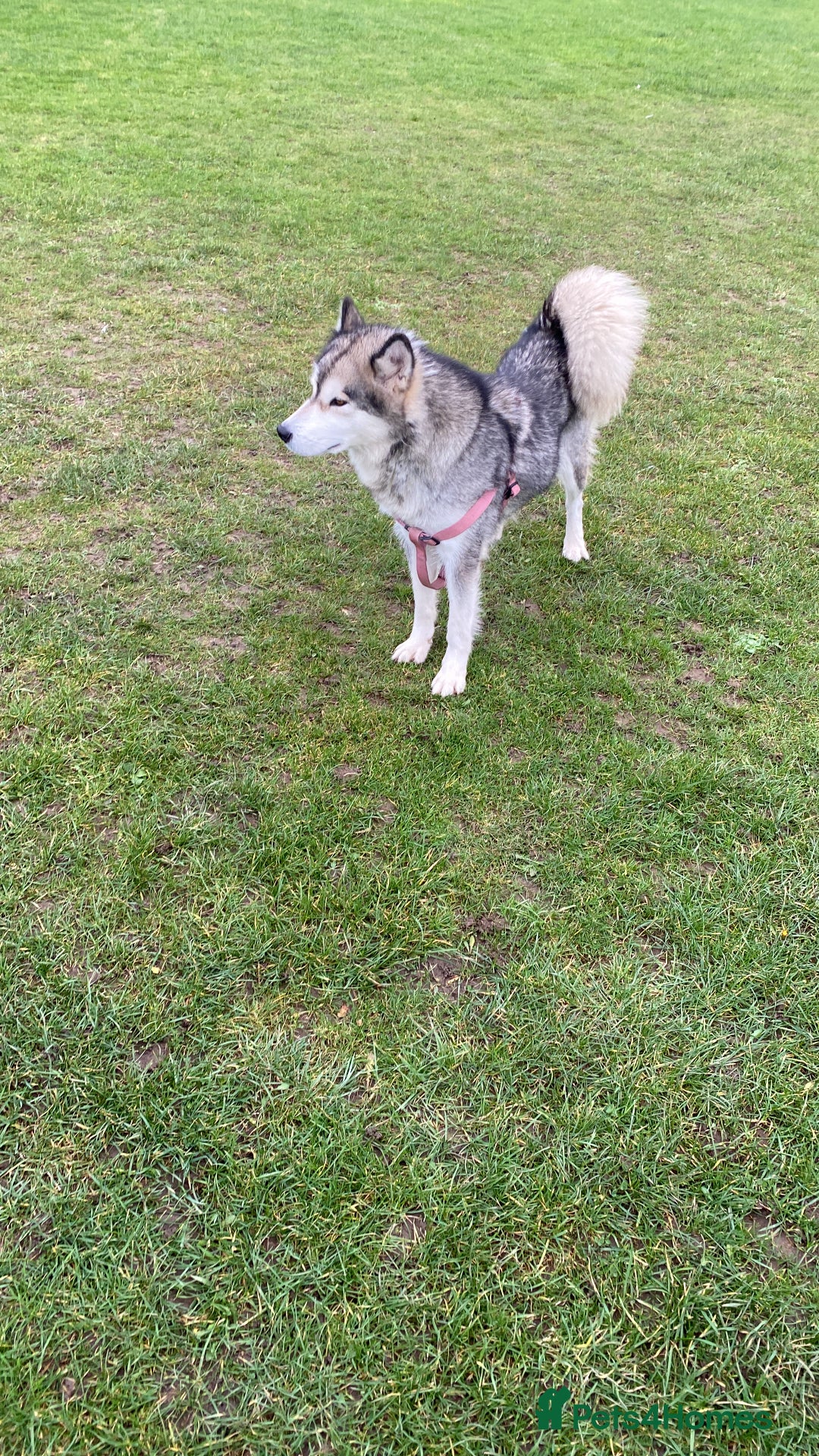 Alaskan Malamute dogs for sale: Pure breed Alaskan malamute puppies - Image 12