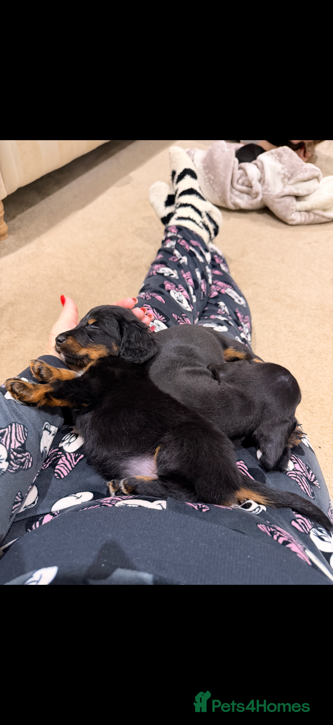 Mixed Breed dogs for sale: Docker puppies for sale  - Advert 10