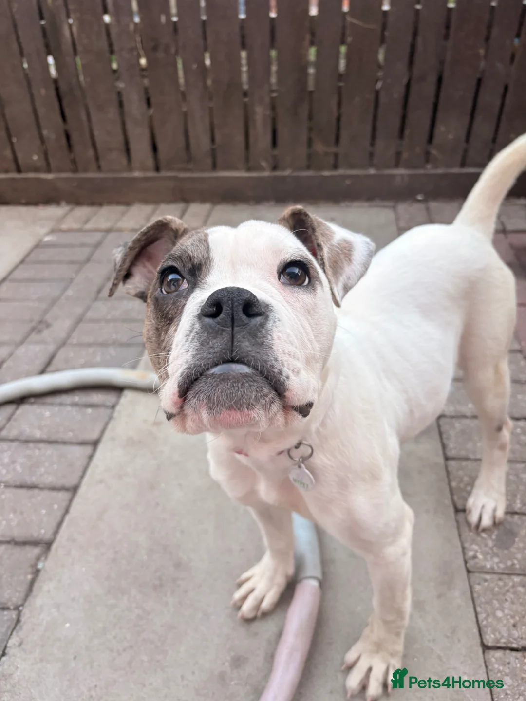 Alapaha Blue Blood Bulldog dogs for sale: Bulldog puppy  in Leyland - Advert 6