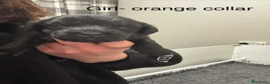 Girl- orange collar