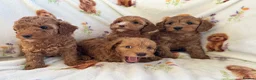 Cavapoo dogs for sale: Red toy cavapoo  - Advert 4