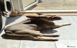 French Bulldog dogs for stud: male french stud  - Image 4