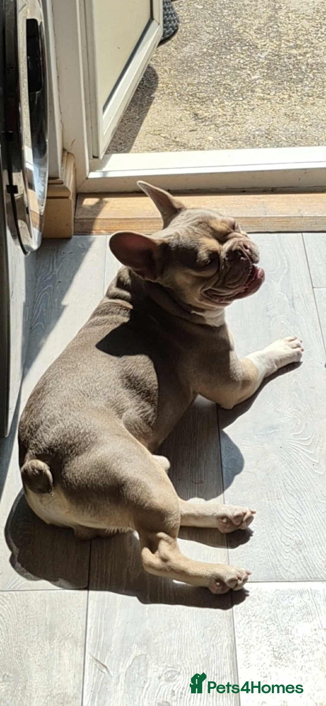 French Bulldog dogs for stud: male french stud  - Image 4