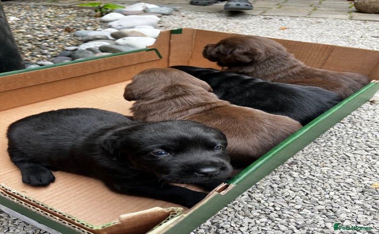 Labrador Retriever dogs - Advert 2
