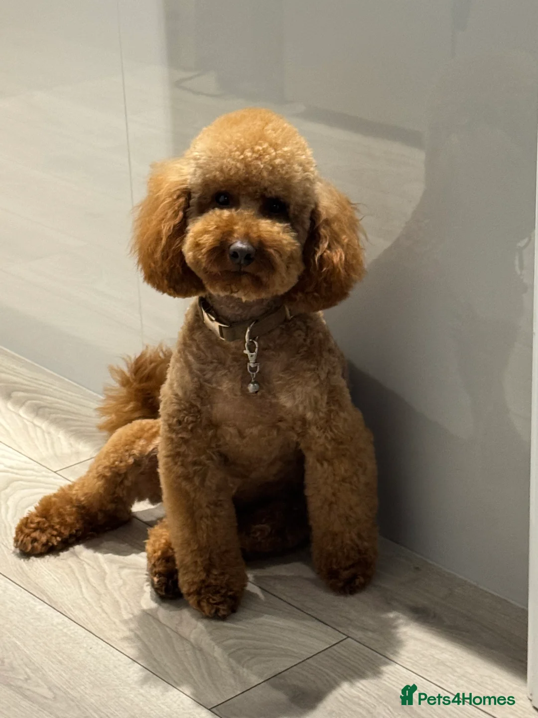 Miniature Poodle dogs for stud: Proven Pedigree Miniature Poodle Stud  - Advert 1