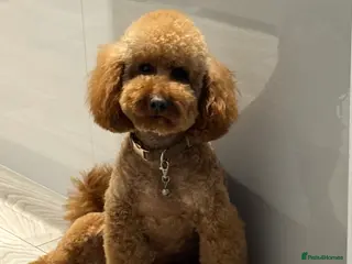 Miniature Poodle dogs Miniature Poodle Stud - Advert 5