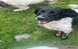 English Springer Spaniel dogs for sale: Rehome  - Image 5