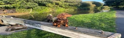 Cocker Spaniel dogs for stud: Working Cocker Spaniel for Stud Services - Advert 3