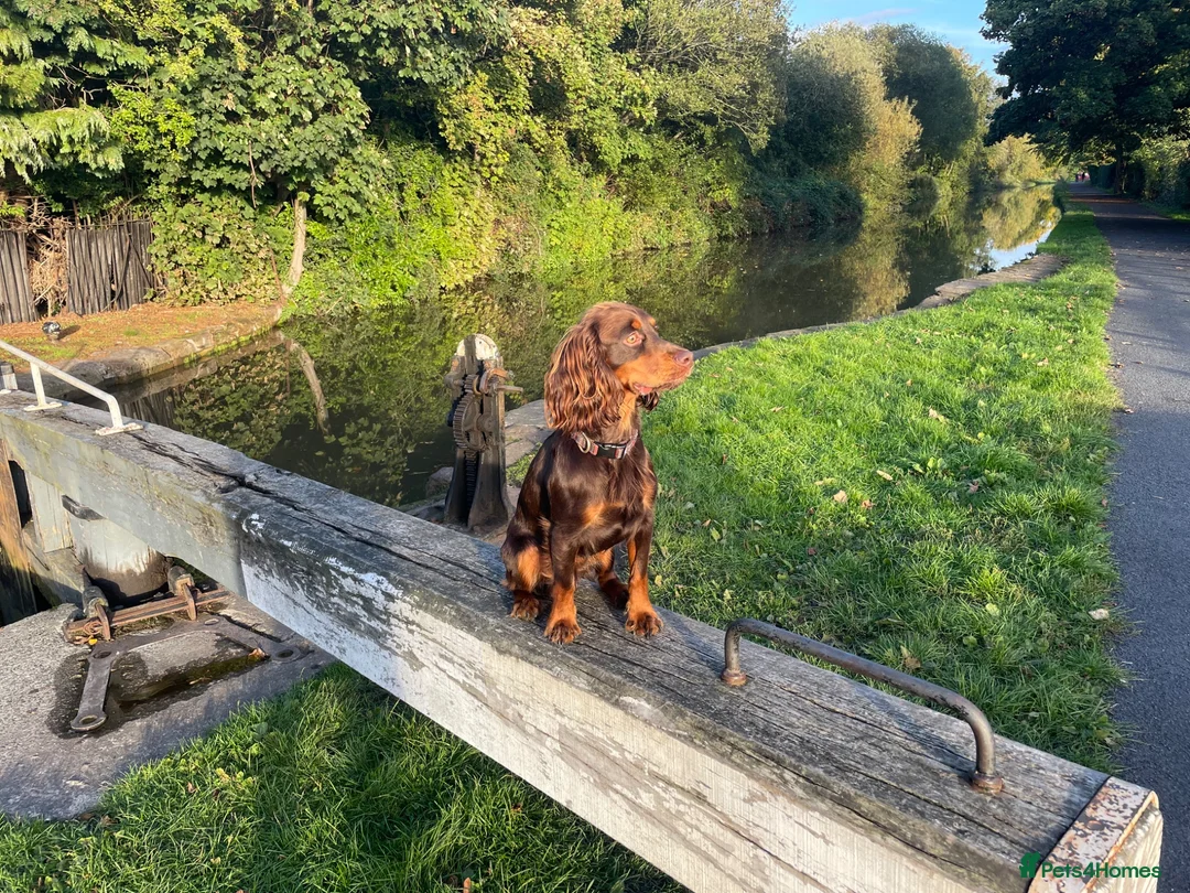 Cocker Spaniel dogs for stud: Working Cocker Spaniel for Stud Services - Advert 3