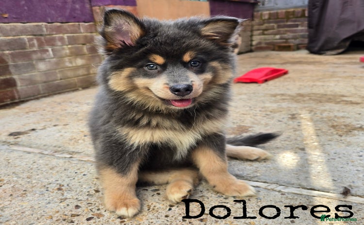 Pomsky dogs - Advert 1