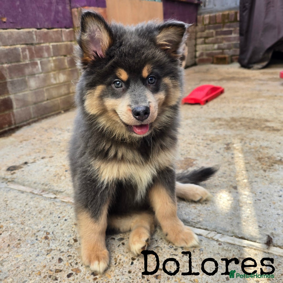 Pomsky dogs for sale: Fully Vaccinated! Ready Now! Last 2 Pomsky Puppies - Image 2