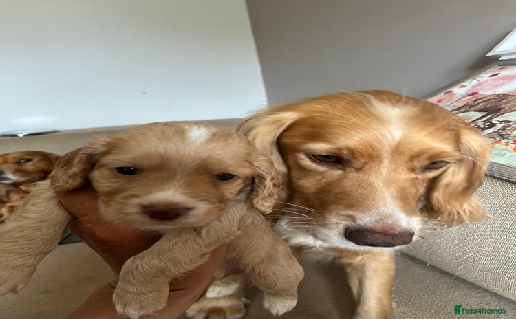 Cocker Spaniel dogs - Advert 15