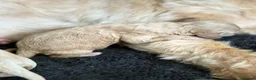Cavapoo dogs for sale: 2 Cavapoo girl puppies - Advert 11