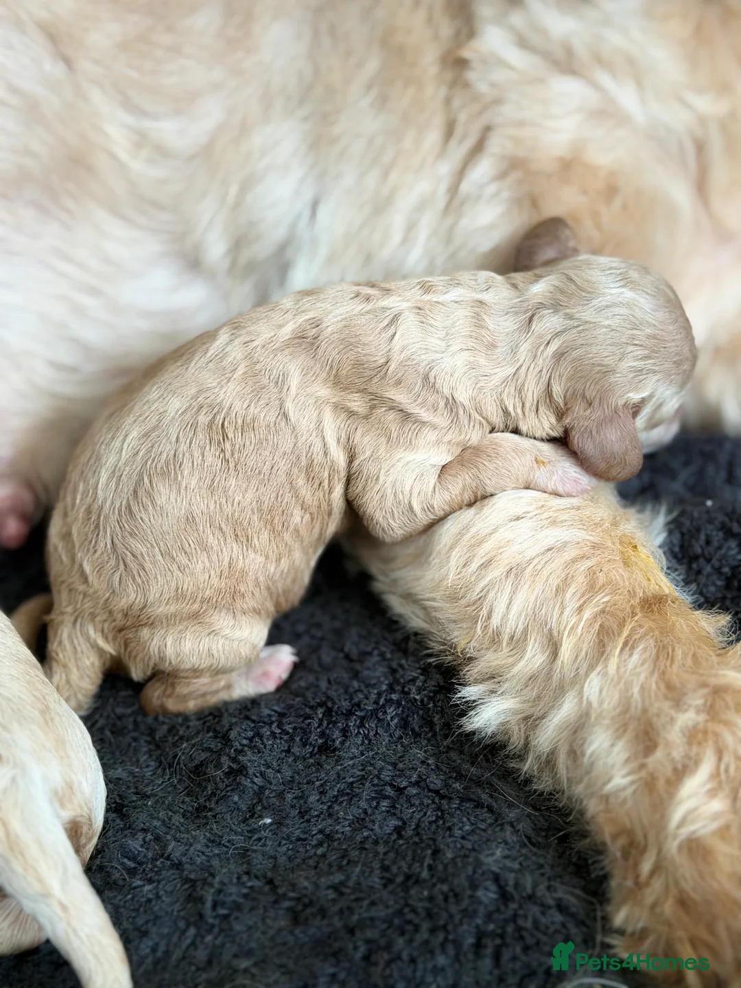 Cavapoo dogs for sale: 2 Cavapoo girl puppies - Advert 11