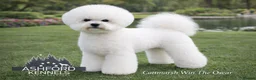 Cavachon dogs for sale: ✨️STUNNING HEALTH TESTED CREAM F1 CAVACHONS✨️ - Advert 3