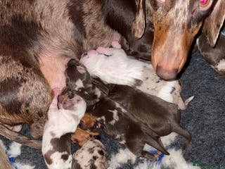 Dachshund dogs Dachshund puppies - Advert 5