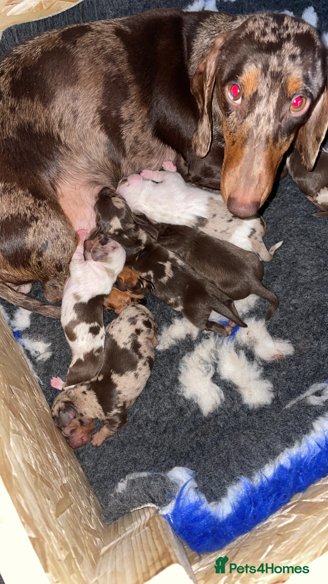 Dachshund dogs for sale: Dachshund puppies - Advert 1