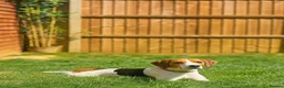 Beagle dogs for sale: Marvin: Energetic Beagle Needs Active Home - Advert 1