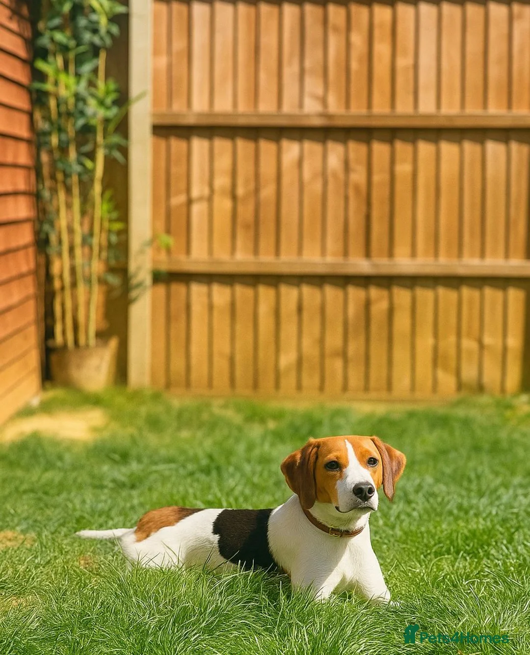 Beagle dogs for sale: Marvin: Energetic Beagle Needs Active Home - Advert 1