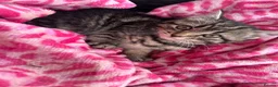 Mixed Breed cats for sale: Kitten - Advert 4