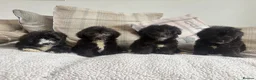 Mixed Breed dogs for sale: BEAUTIFUL MINI CORGIPOO PUPPIES  in Llanelli - Advert 6