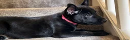 Belgian Shepherd Dog dogs for sale: Stunning Belgian Malinois Puppies  - Advert 5