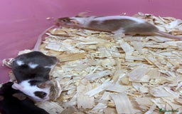 Mouse rodents for sale: Female baby mice ready now  - Image 2