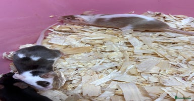 Mouse rodents - Advert 2