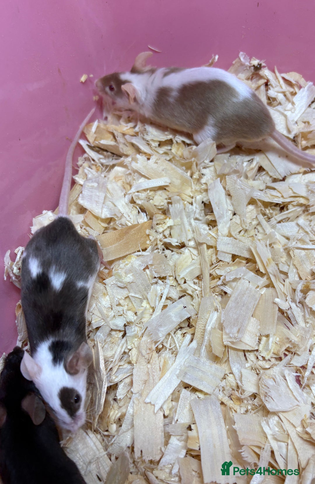 Mouse rodents for sale: Female baby mice ready now  - Image 2
