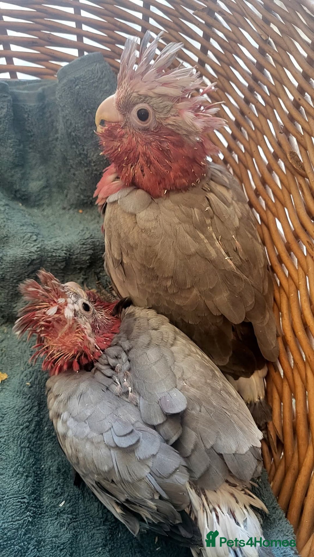 Cockatoo birds for sale: Galah cockatoos babies DNA tested  - Advert 5