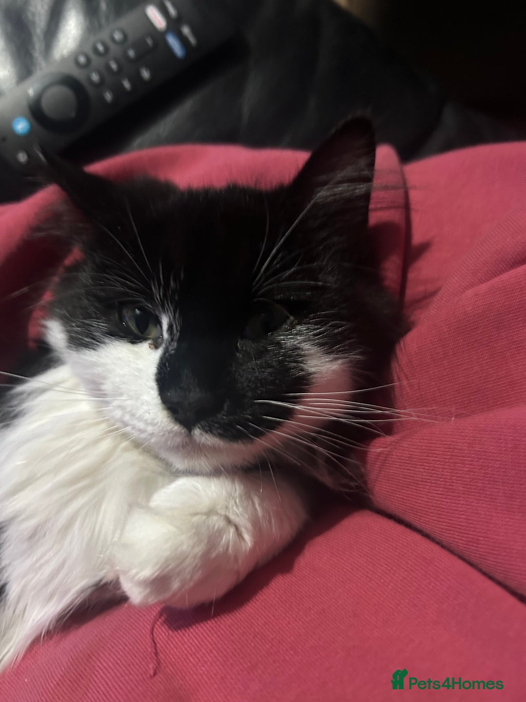 Mixed Breed cats for sale: Munchkin and Mickey to be rehoused together  - Advert 3