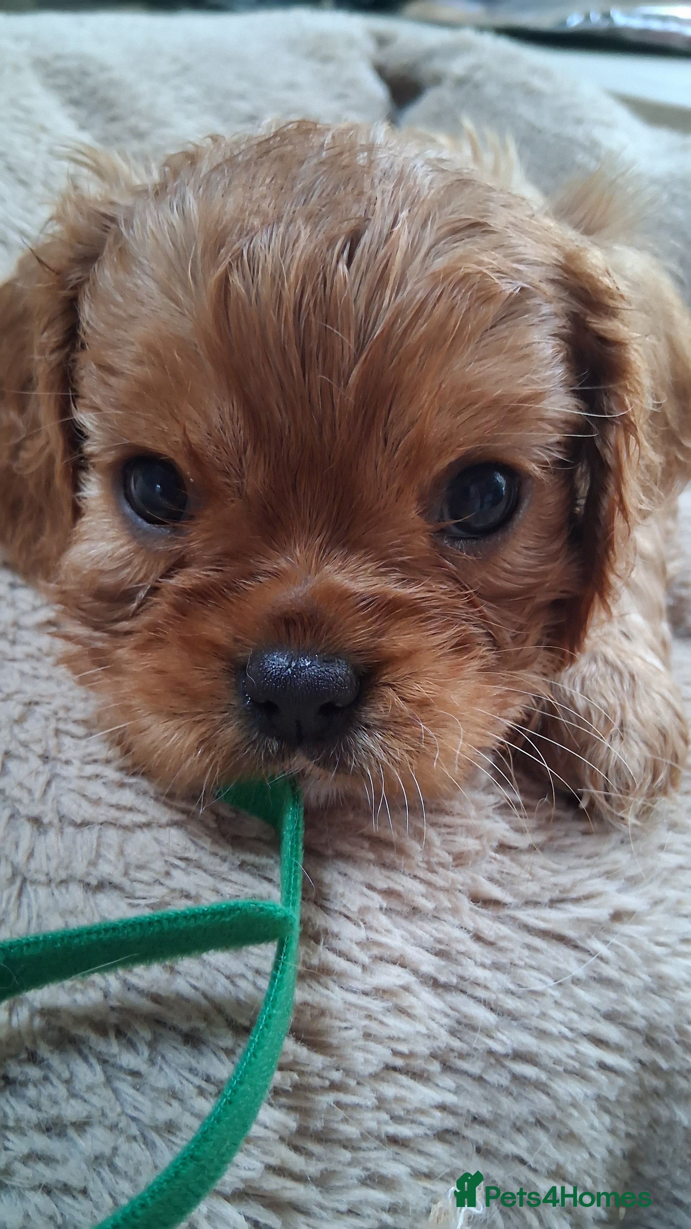 Cavalier King Charles Spaniel dogs Ruby Cavalier King Charles Spaniel puppies £1,800 - Advert 2