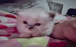 Mixed Breed cats for sale: 🎊RESERVED🎊💖Pure Blue-point mitted Ragdoll ♀️💖 - Image 7