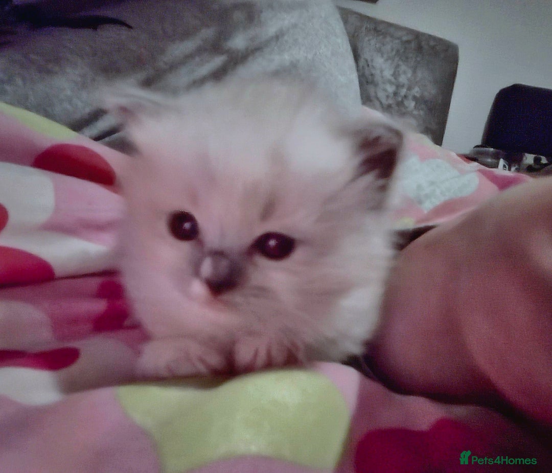 Mixed Breed cats for sale: 🎊RESERVED🎊💖Pure Blue-point mitted Ragdoll ♀️💖 - Image 7