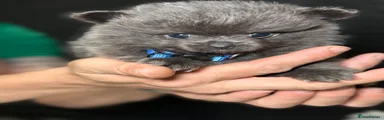 Pomeranian 2