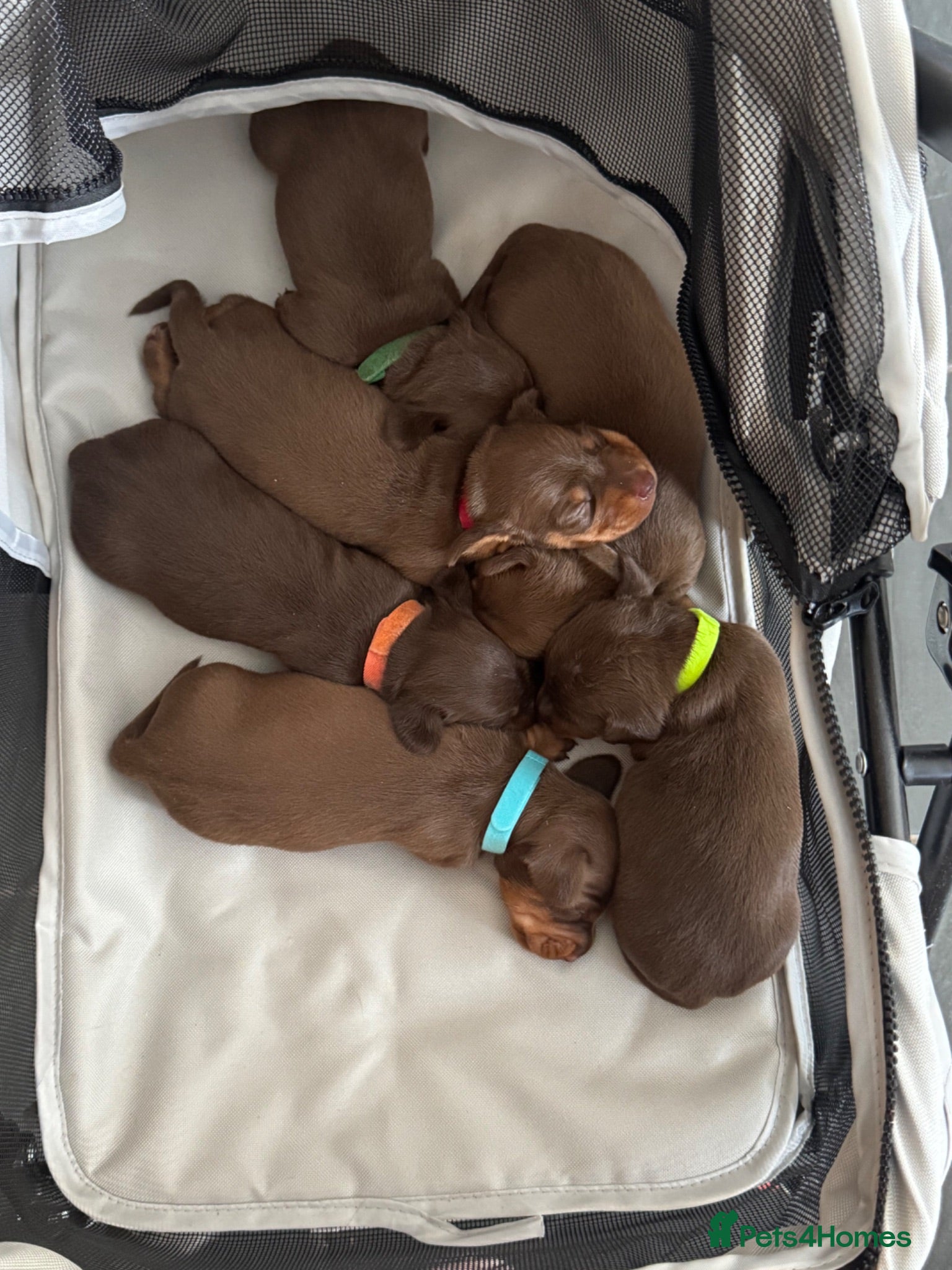 Dachshund dogs Dachshund puppies - Advert 5