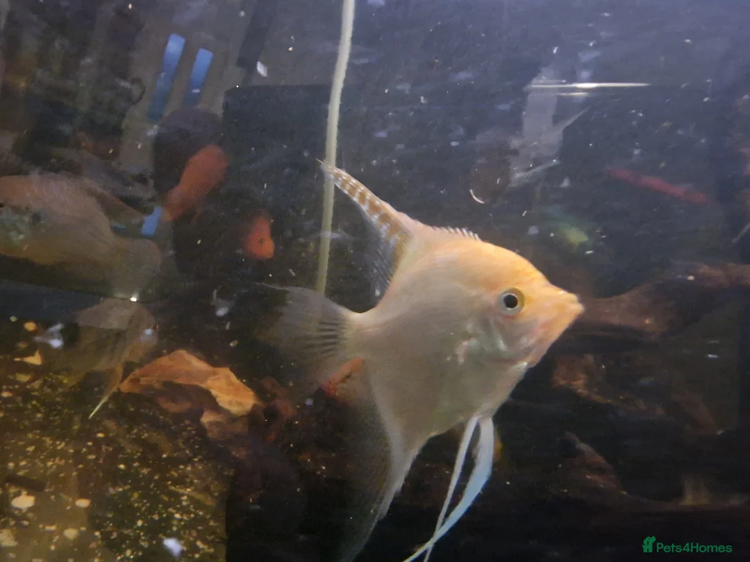 Cichlids fish for sale: Fish for sale  in Leeds - Advert 8