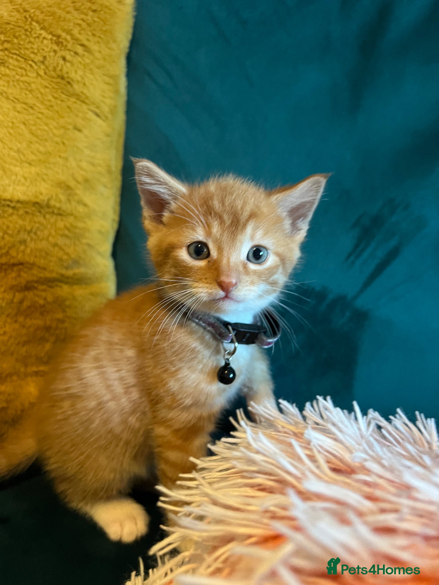 Mixed Breed cats Selling lovely kittens  - Advert 6