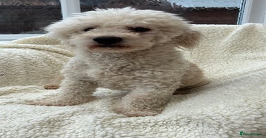 Bichon Frise dogs - Advert 11