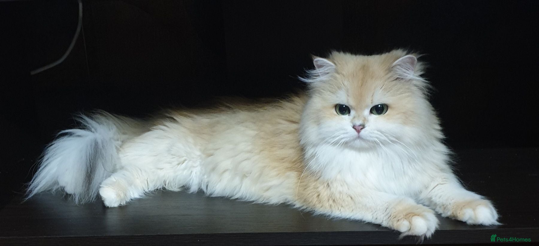 British Longhair cats BLH Golden Chinchilla NY12 Cheeky green 👀 stud - Advert 5