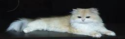 British Longhair cats for stud: BLH Golden Tipped NY12 Cheeky green 👀 stud - Advert 1