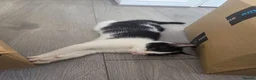 Mixed Breed cats for sale: 1 female kitten  - Advert 3