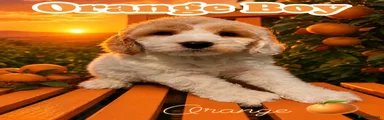 Orange boy orange