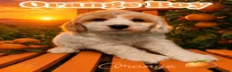 Cockapoo dogs for sale: Gorgeous F1 cockapoo puppies  - Advert 13