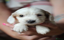 Cocker Spaniel dogs for sale: Cocker spaniels - Image 2