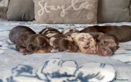 Miniature Dachshund dogs for sale: KC Championship line miniature dachshunds  - Image 10