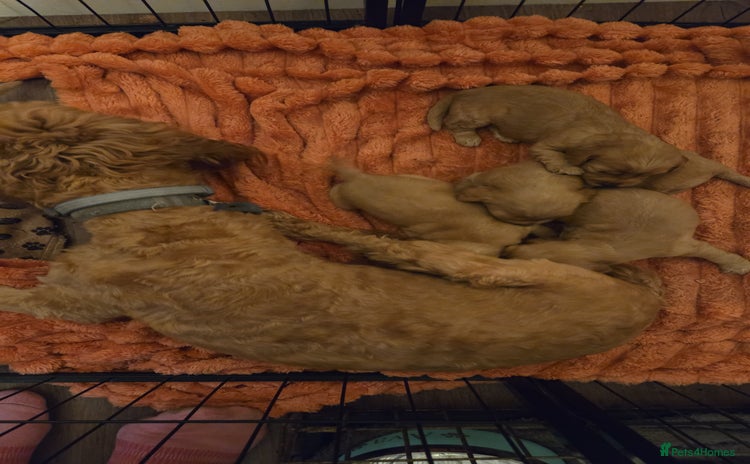 Cockapoo dogs - Advert 1