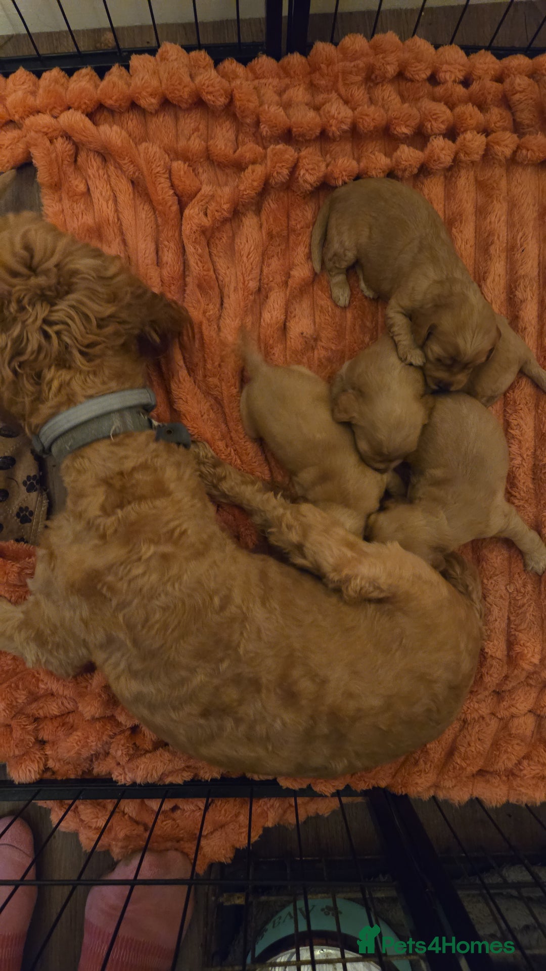 Cockapoo dogs for sale: Fb1 cockapoo  - Image 1